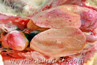 דלקת כבד עם גופיפי הסגר במשק פיטום