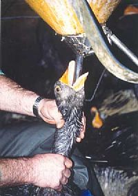 סוף לפיטום האווזים בישראל