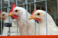 תגבור הפיקוח בשלוחת ההטלה בישראל - אגרת למגדלי המטילות לביצי מאכל