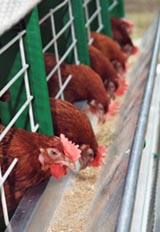 האיחוד האירופאי והתקנות החדשות בדבר כלובי המטילות - מתקפלים ?