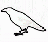 הודו: עורבים מתים משפעת עופות