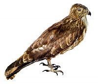 H5 בעוף דורס בישראל