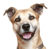 דרום קוריאה: נגיף שפעת העופות H5N8 מאובחן בכלבים