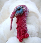 נושאים מרכזיים בשלוחת תרנגולי ההודו בארה"ב