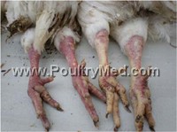 שפעת עופות: ניטור נרחב (ותמונות בלעדיות)