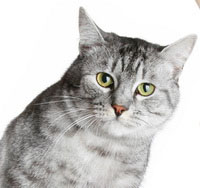 תמותה של חתולים משפעת העופות