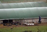 בריטניה: שפעת עופות H5N1 בתרנגולי הודו