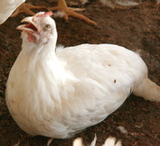 לארינגוטרכאיטיס בתרנגולות פיטום בצפון