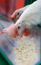 הצעת חוק: להגדיל את מרחב המחייה לתרנגולות