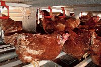 רווחת מטילות ביצי מאכל: ועדה מקצועית