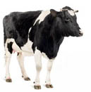 הרעלת מדורמיצין בבקר