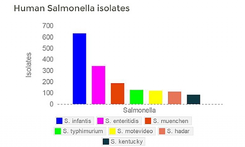 salmonella